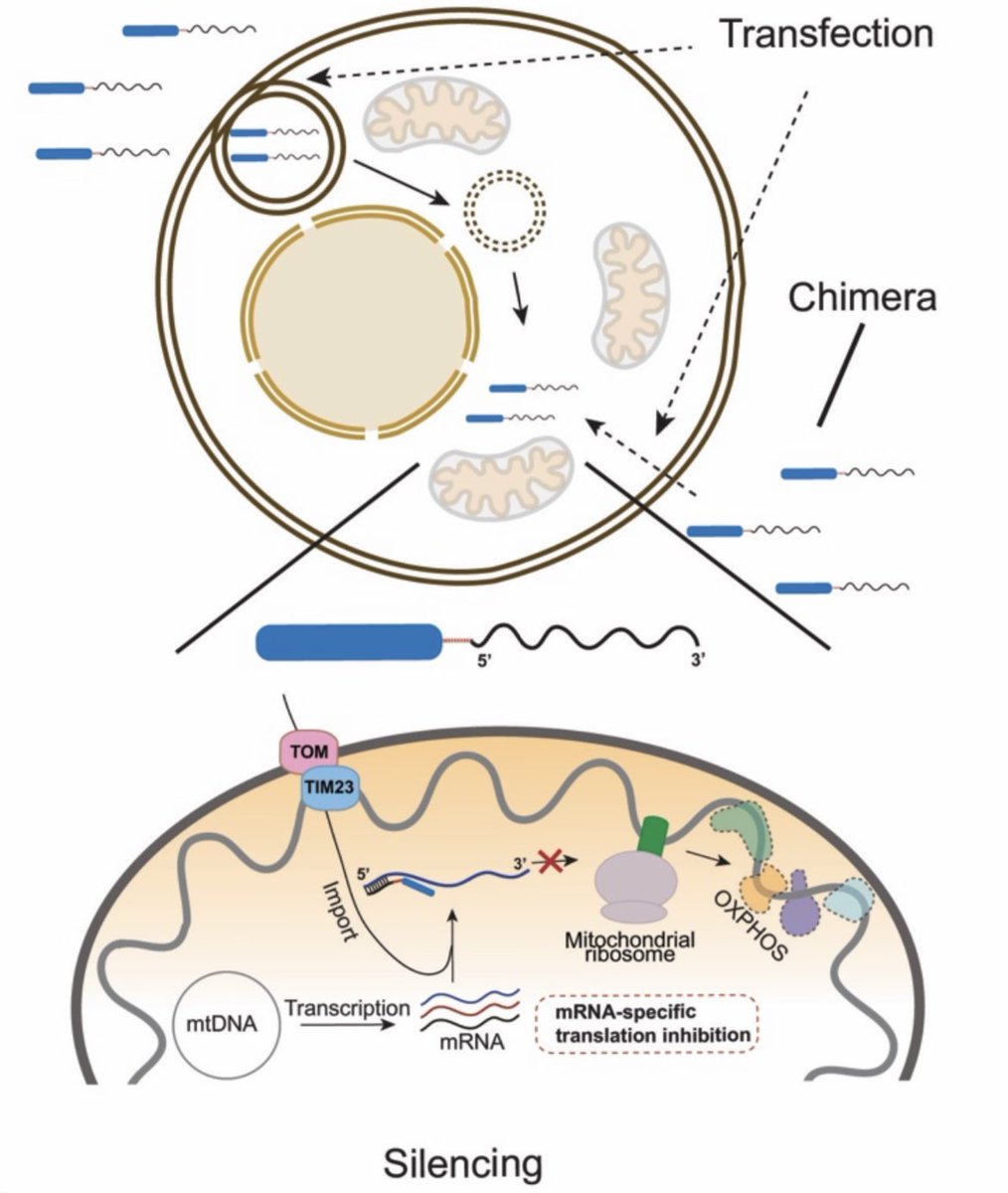Silencing mitochondrial gene expression in living cells;

science.org/doi/10.1126/sc…