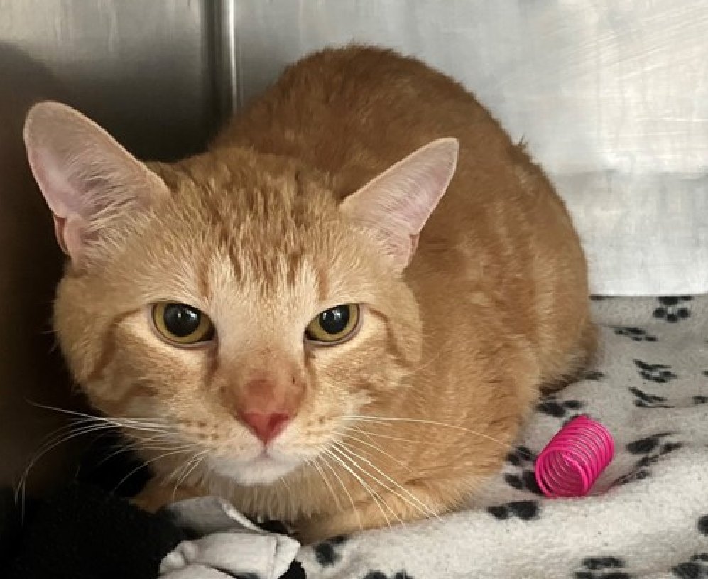 JLthekid9999's tweet photo. 🆘🆘 EZRA, 5 YO, MALE  –  IN STATEN ISLAND ACC - came into the shelter as a stray on 5/9/2025.  🆘🆘 😿 😿 😿 😿

➡️TBD 6/12/25

➡️ NEW HOPE RESCUE ONLY

➡️ 🆘🆘  1ST Chance on Emergency Placement List – VERY URGENT – 🆘🆘 😱🔥🔥😱

➡️ 33 DAYS IN SHELTER – TOO LONG – TIME IS RUNNING OUT

➡️ EZRA IS ON THE EPL FOR BEHAVIORAL REASONS - He is not thriving in the care center and continues to display challenging behavior during interactions. In addition to playtime, this cat would also benefit from mental exercise from activities such as puzzle toys/games, lick mats, or clicker training. Without providing activity for his mind and body, the cat may react with rough play, that has resulted in bite/scratch incidents that broke skin.  This designation often means the cat is given very little time for rescue/foster/adoption. 🔥🔥🔥🔥

Ezra is a calm, affectionate cat who thrives on gentle attention and companionship. His easygoing nature and sweet personality make him a perfect match for almost any home. If you're looking for a loving feline friend to share quiet moments and cozy companionship, Ezra may be the one for you. ❤️ 😻❤️ 😻❤️ 😻

NEEDS OUT OF SHELTER ASAP –

Please RT or pledge, if you can, to save this little one.

@AdamsPaulGrimke

💔😿🙏Thank you