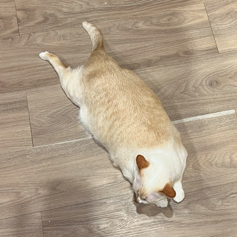 Everyone is invited to bully the cone.