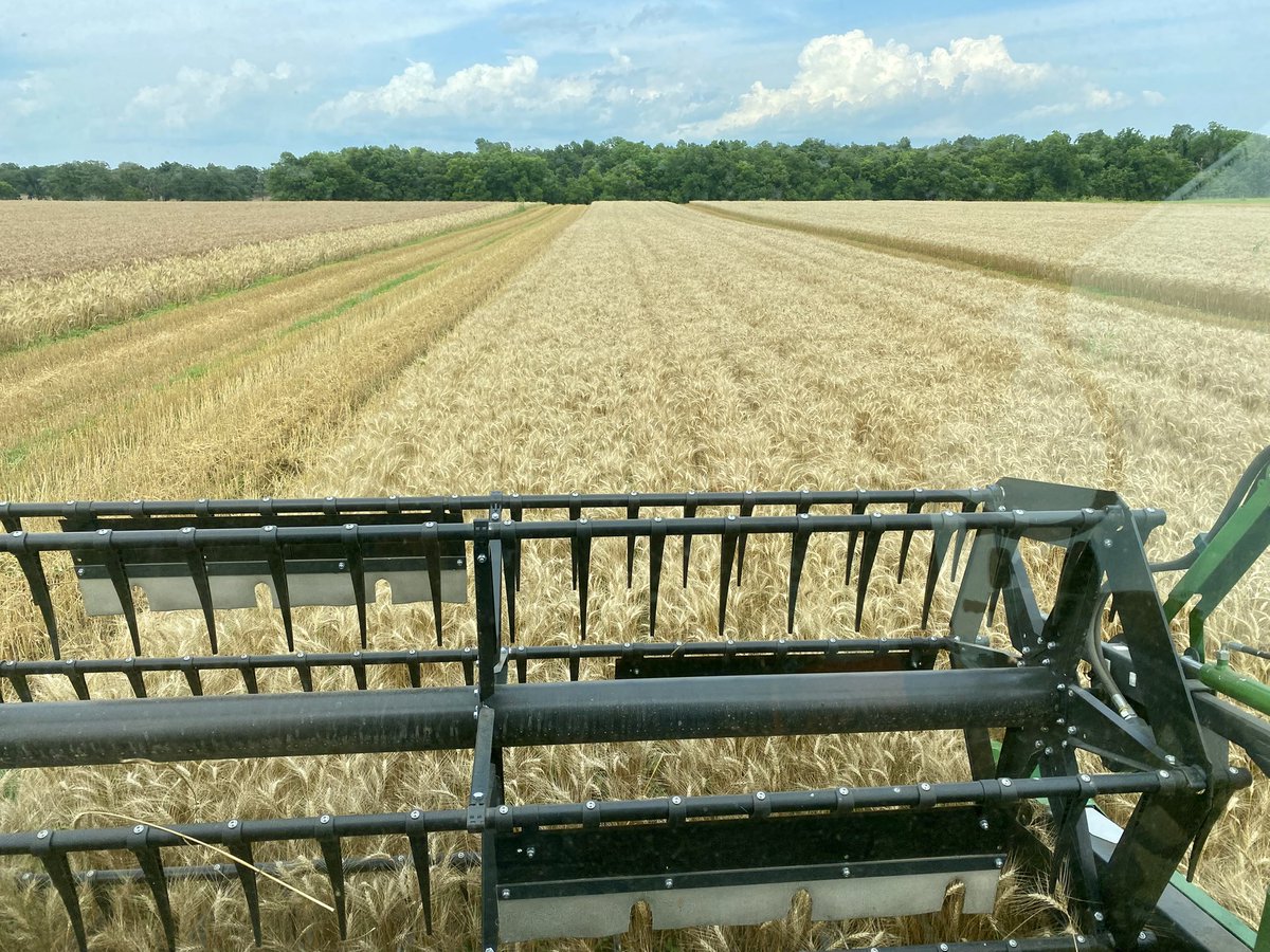 Managed to get the High Cotton out this afternoon, cleaned combine and now in the <a href="/okgenetics/">Oklahoma Genetics, Inc.</a> Showdown Breeder increase. #wheatharvest25