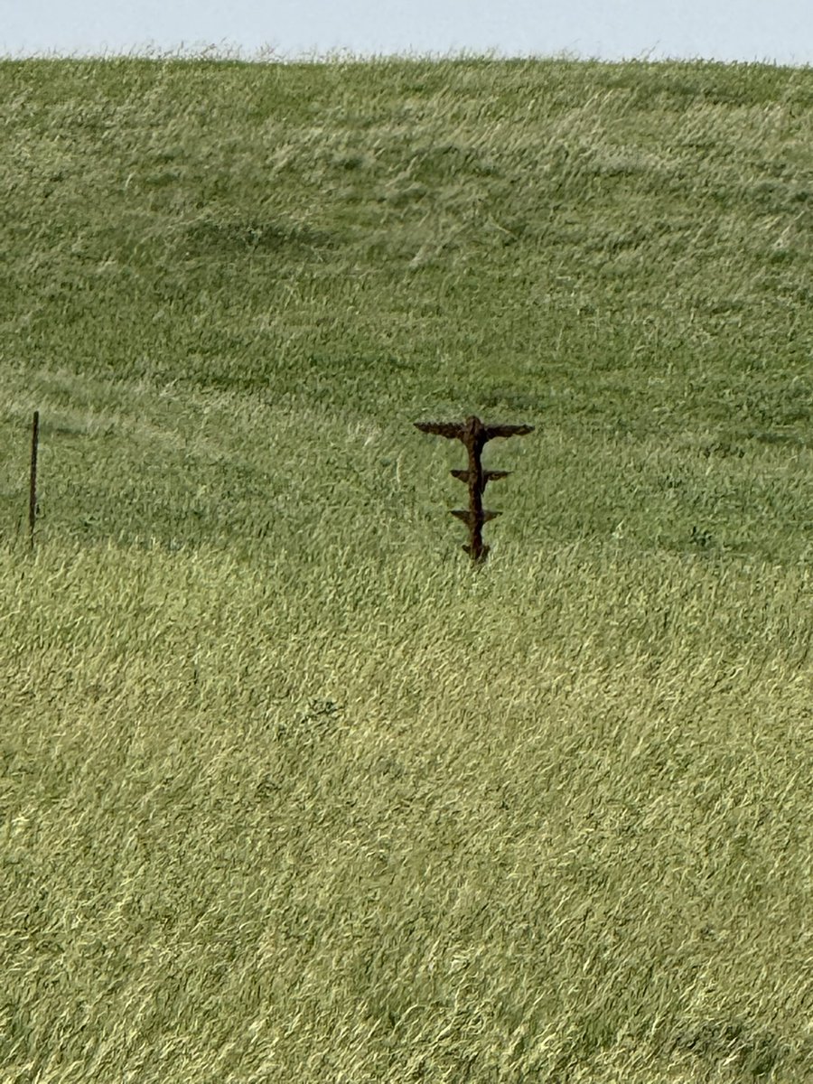 JasonSchley's tweet image. Pretty cool thing to see.  Our family motto is nature rules and once again it shows its beauty.  Had no idea what this was when we drove by, we had many guesses but all of them were wrong, after getting a closer look I can say we could of guessed the rest of the evening and never…