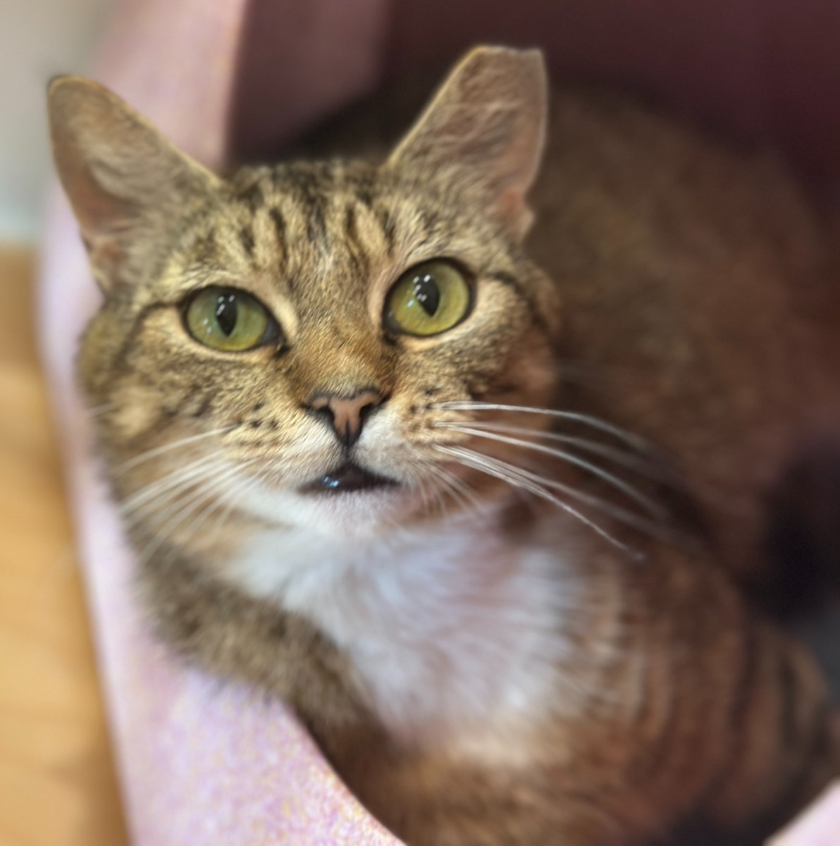 3-year-old Medley (#NCR8366) is finally singing a softer, sweeter tune now that she’s safe and sound at Bianca’s Furry Friends. After a long journey and a tough start fending for herself outdoors, she’s learning about indoor life. #GetYourRescueOn #BiancasFurryFriends