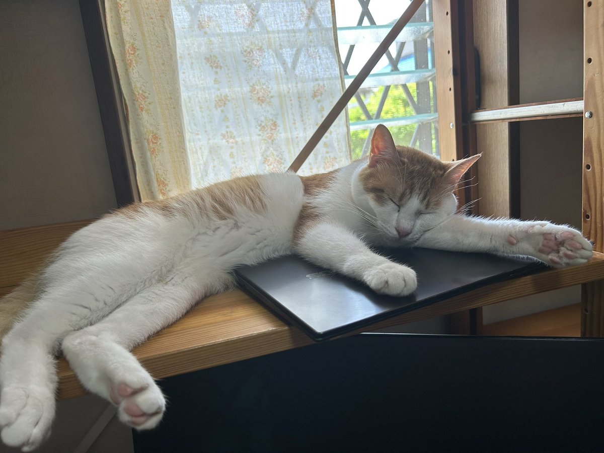 仕事始めたいので、パソコンから降りてくれます？😹