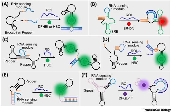 TrendsCellBio's tweet image. Capabilities and challenges for the use of fluorescent RNAs in RNA dynamics research dlvr.it/TLHGC8