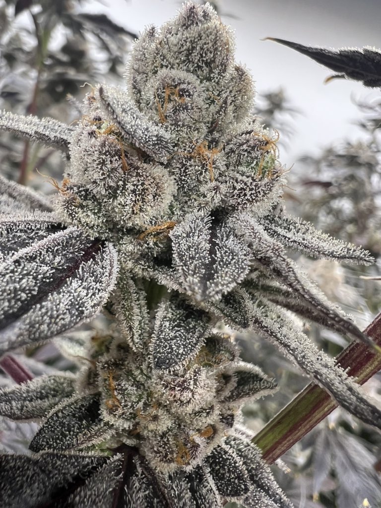 Why’s everyone chopping so early? I was under the impression frosty nuggets were the goal.