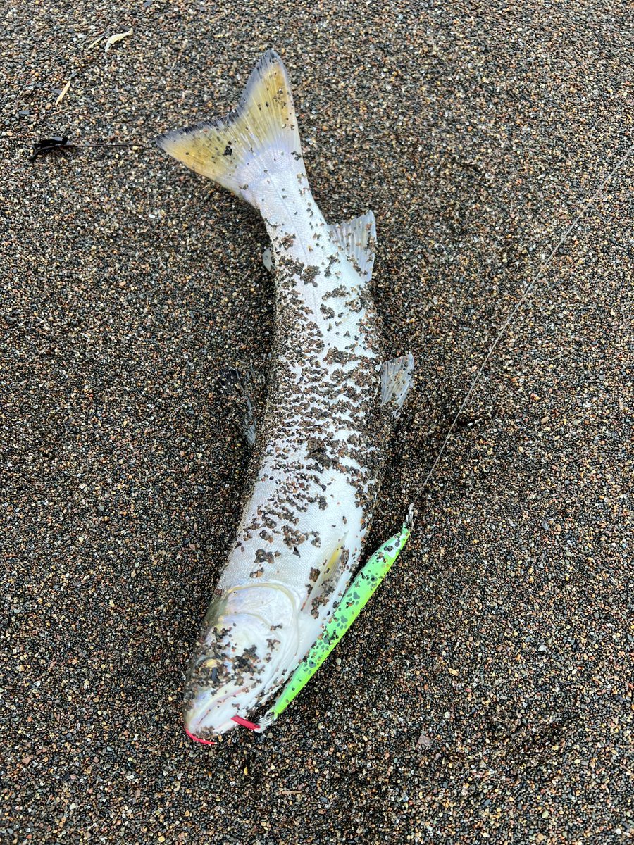 2本目🤣
パウンスカスタムチャート強😳
しかも3本目はオートリリースしたけど🤣