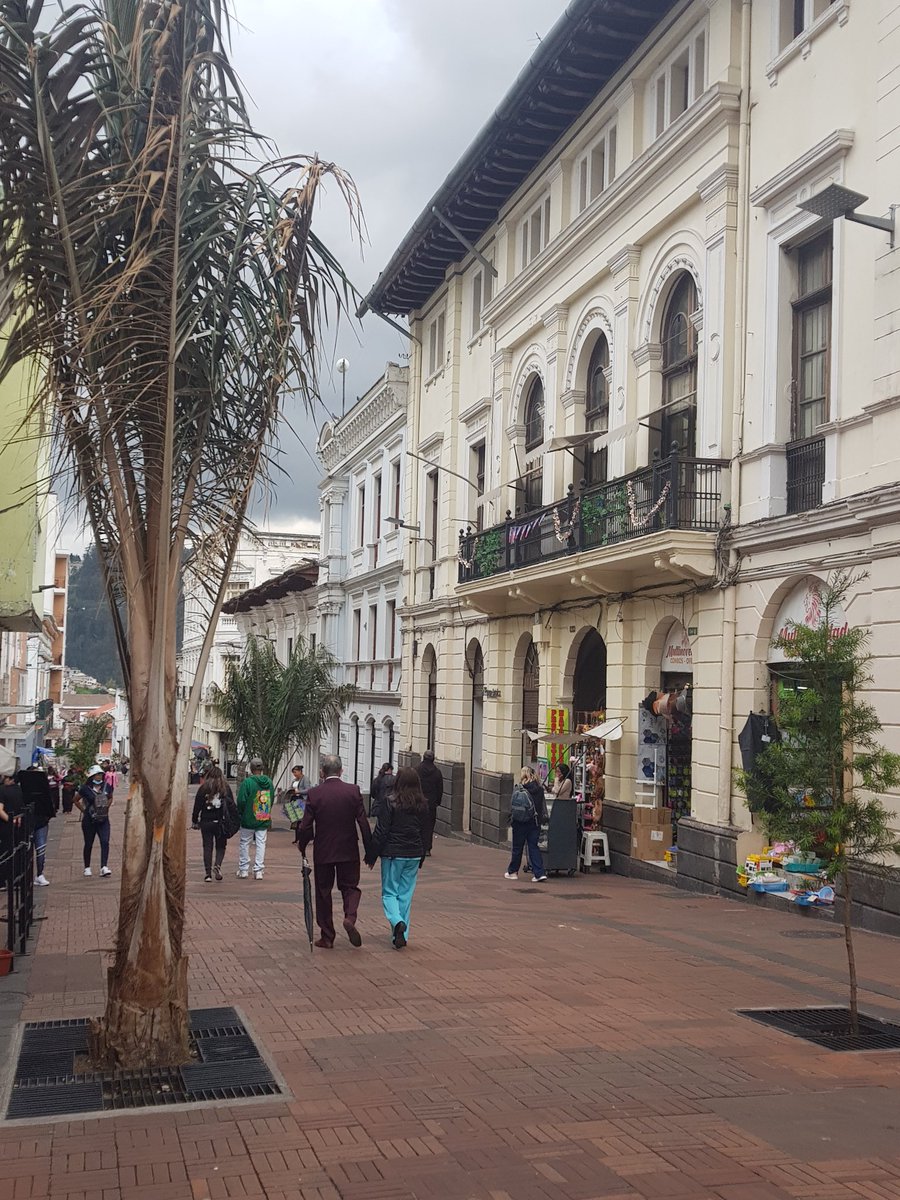 DefensaCHQ's tweet photo. 🔴 ¡Lamentable! Este es el estado actual de la vegetación que el @MunicipioQuito sembró en la fase I del "Plan de recuperación" en octubre. Palmeras en la Sucre que hoy están muertas. Así es el maltrato al medio ambiente.
¡Poner por poner! 🍂 #Fiscalicen
#HastaCuandoPadreAlmeida https://t.co/V4sLBN2MQ2