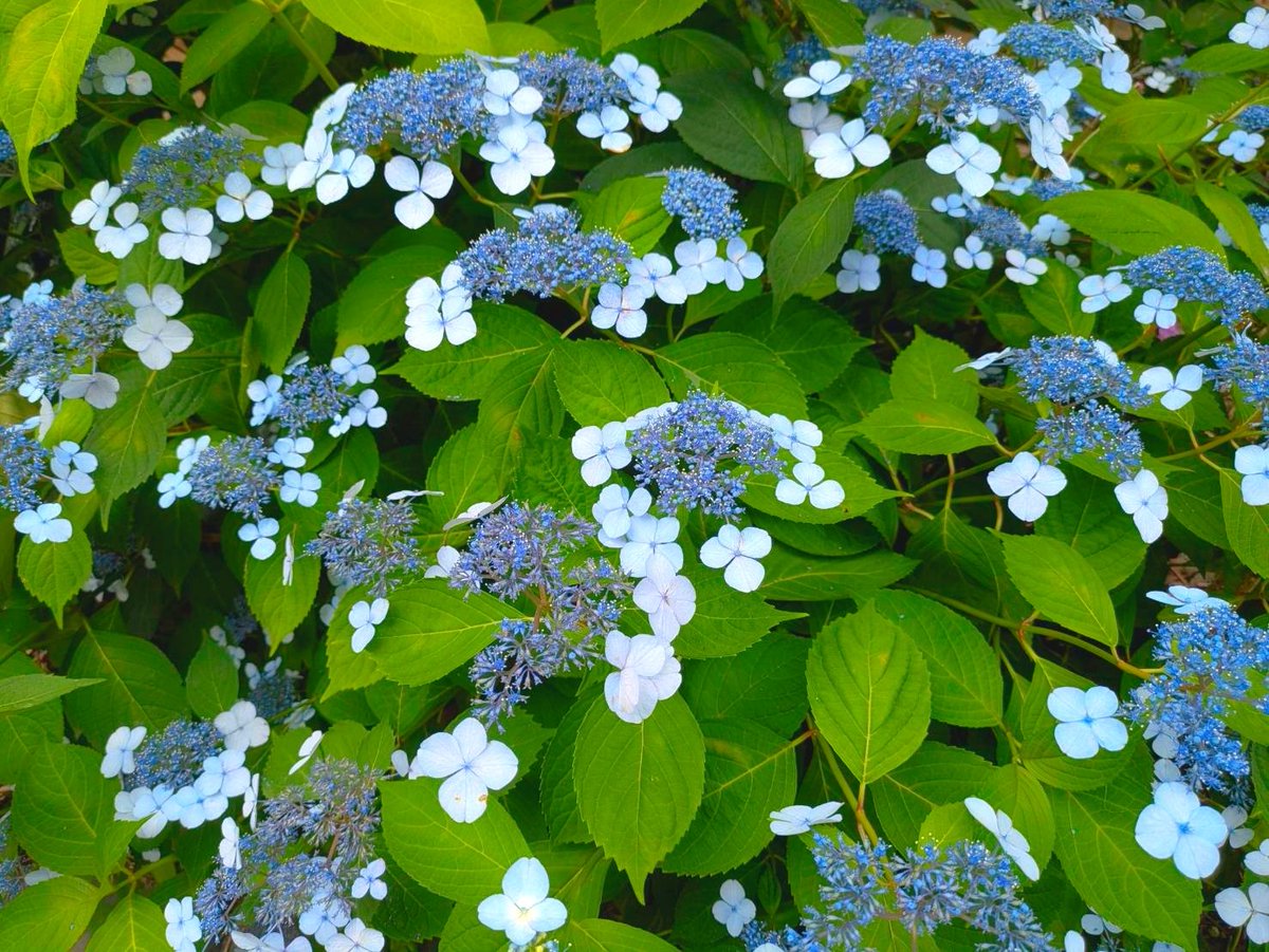 君が思うような君じゃなくても
僕が思うような僕じゃなくても
こんな自分じゃなきゃ出会えなかった
これでいいと思えたらいいね
*
*
*紫陽花のような恋*

あじさいの季節に聴いちゃう
好きな曲😌🍡💕