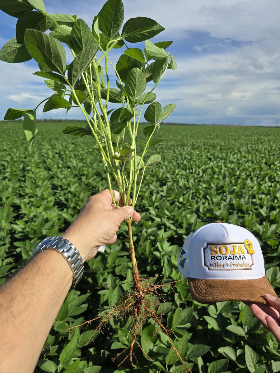 aluizionassi's tweet image. Fantástica evolução da #Soja_Roraima no #Cerrado_Roraima.
*Safra 2025

#Roraima_HemisférioNorte
#Roraima_AMelhorFronteiraAgrícolaDoBRASIL
#Biodiesel_Roraima
#Agro_Roraima
#AmbientalmenteCorreto
#Roraima_SemIgual
#RoraimaEstadoLuz 🌞
#AtraçãoDeInvestimentos 🏁🏁🏁