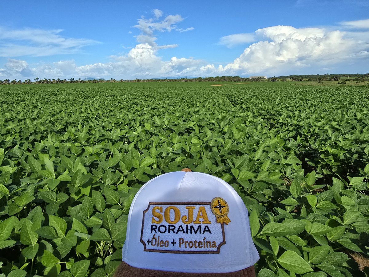 aluizionassi's tweet image. Fantástica evolução da #Soja_Roraima no #Cerrado_Roraima.
*Safra 2025

#Roraima_HemisférioNorte
#Roraima_AMelhorFronteiraAgrícolaDoBRASIL
#Biodiesel_Roraima
#Agro_Roraima
#AmbientalmenteCorreto
#Roraima_SemIgual
#RoraimaEstadoLuz 🌞
#AtraçãoDeInvestimentos 🏁🏁🏁