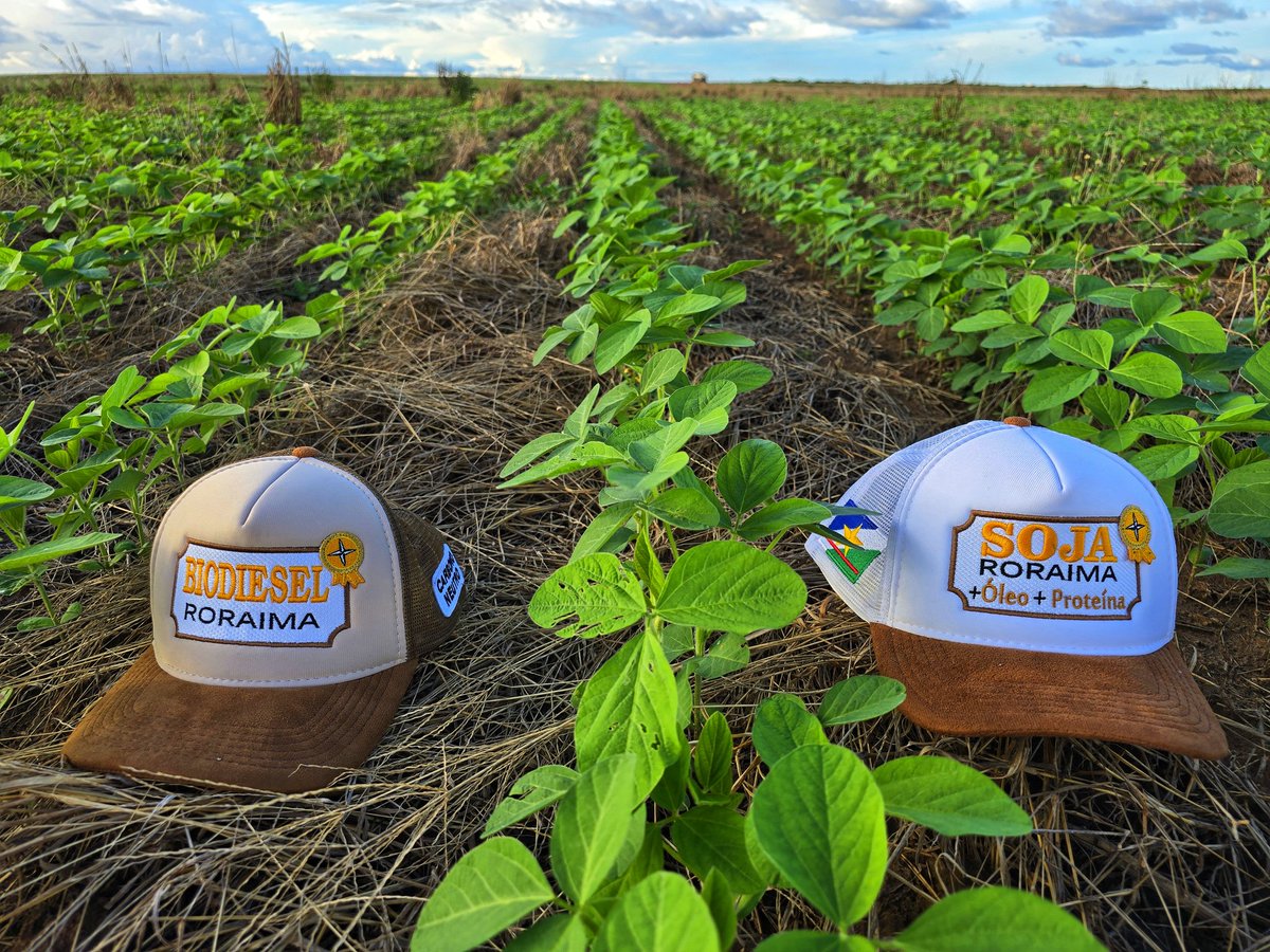 aluizionassi's tweet image. Fantástica evolução da #Soja_Roraima no #Cerrado_Roraima.
*Safra 2025

#Roraima_HemisférioNorte
#Roraima_AMelhorFronteiraAgrícolaDoBRASIL
#Biodiesel_Roraima
#Agro_Roraima
#AmbientalmenteCorreto
#Roraima_SemIgual
#RoraimaEstadoLuz 🌞
#AtraçãoDeInvestimentos 🏁🏁🏁