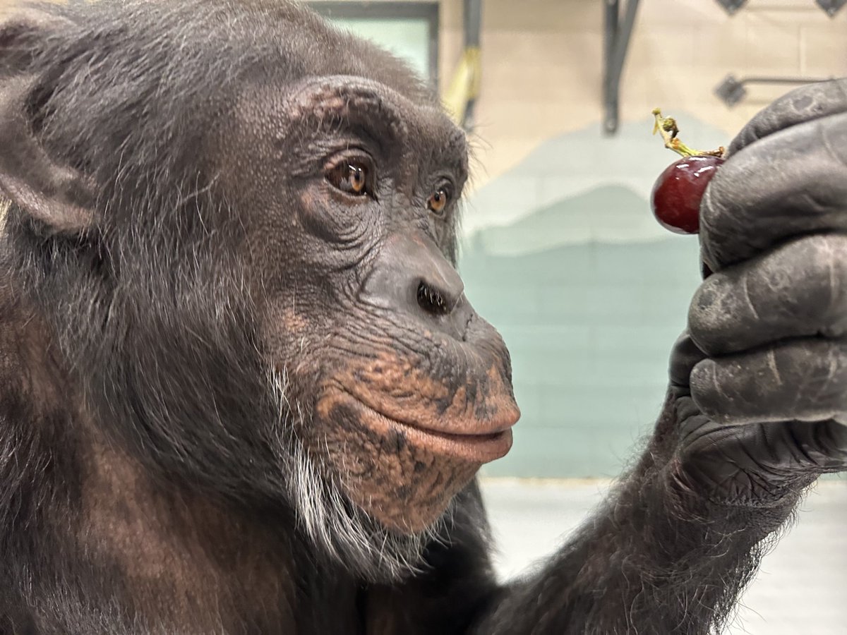 Sweet potato enrichment for George! -  chimpsnw.org/2025/06/sweet-…