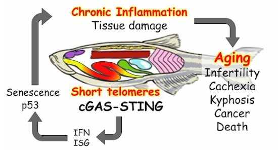 cGAS-STING are responsible for premature aging of telomerase-deficient zebrafish

embopress.org/doi/full/10.10…