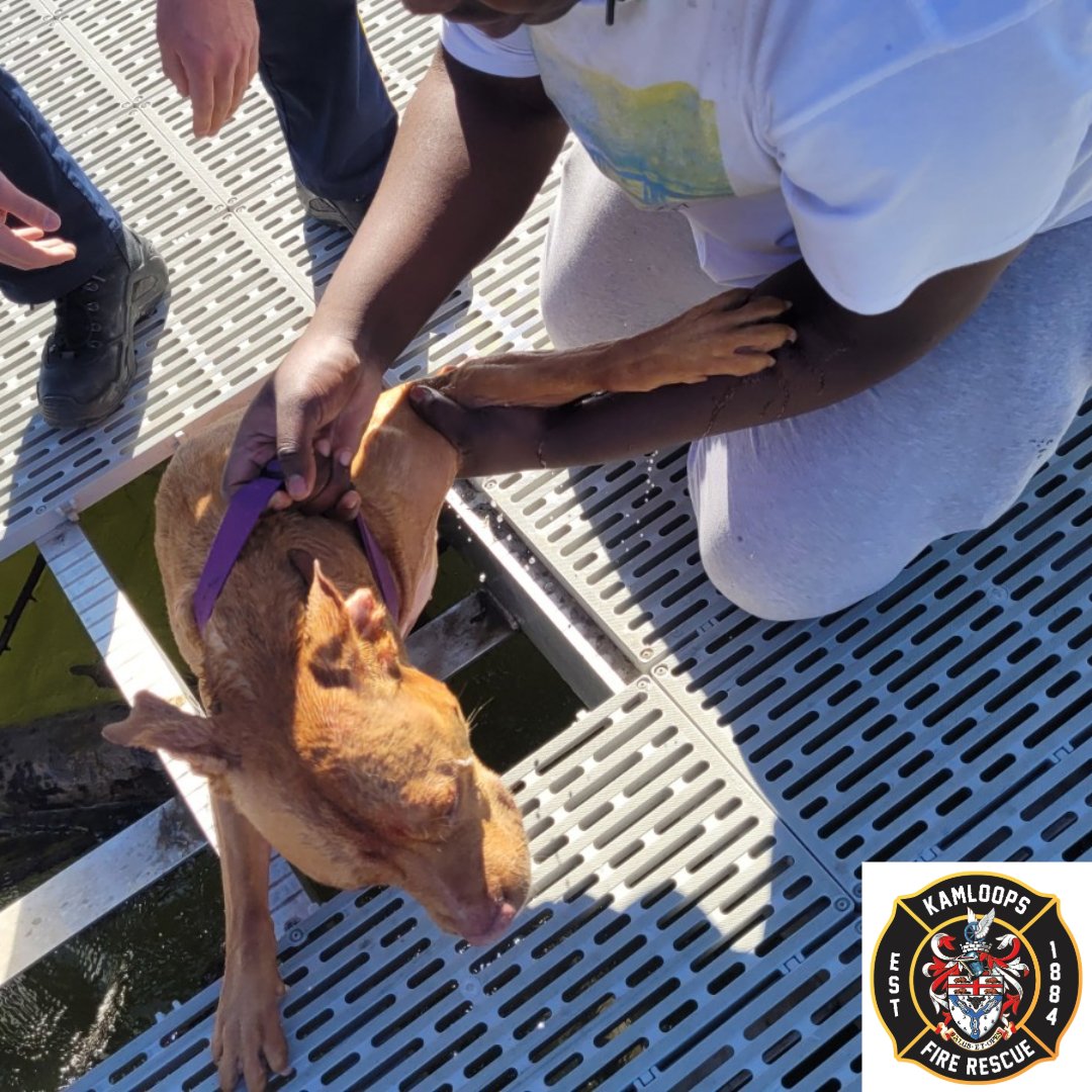 This past weekend, Kamloops Fire Rescue, the RCMP, and Community Safety Officers responded to a report of a dog trapped beneath a dock. The teams acted swiftly to rescue the dog, which was clinging desperately in the cold, fast-moving waters of the Thompson River.
