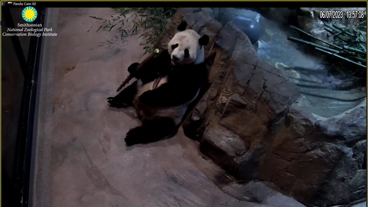 Bei Bei Panda (@beibeipanda3) on Twitter photo Happy TIANSday Dad! You look like you are enjoying your boo shoot. Aren't they yummy? <a href="/tiantianpanda97/">Tian Tian</a> <a href="/GrandMeiXiang/">Mei Xiang Tian</a> <a href="/pinkypanda0823/">Princess Pinky 1st of Her Name & Mother of Pandas</a> <a href="/DCPandaCub4/">Xiao Qi Ji</a> <a href="/dou_ban/">DouBanPanda</a> <a href="/BaoLiPanda/">Bao Li</a> <a href="/qingbaopandadc/">Qing Bao Panda</a> <a href="/goobearCTJ/">Chao TianJiao</a> Happy TIANSday Dad! You look like you are enjoying your boo shoot. Aren't they yummy? <a href="/tiantianpanda97/">Tian Tian</a> <a href="/GrandMeiXiang/">Mei Xiang Tian</a> <a href="/pinkypanda0823/">Princess Pinky 1st of Her Name & Mother of Pandas</a> <a href="/DCPandaCub4/">Xiao Qi Ji</a> <a href="/dou_ban/">DouBanPanda</a> <a href="/BaoLiPanda/">Bao Li</a> <a href="/qingbaopandadc/">Qing Bao Panda</a> <a href="/goobearCTJ/">Chao TianJiao</a>