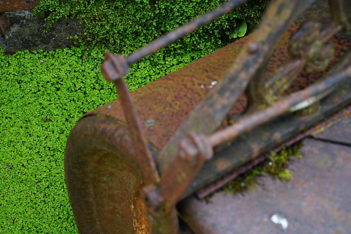New Work's: 
.
‘Festival of Blossom at Rowallane Garden’ - 📷
.
wp.me/p97gU9-5Wf - ©
.
#RowallaneGarden is a National Trust property is particularly noted for its extensive collection of azaleas and rhododendrons. It is also home to the National Collection of penstemons.