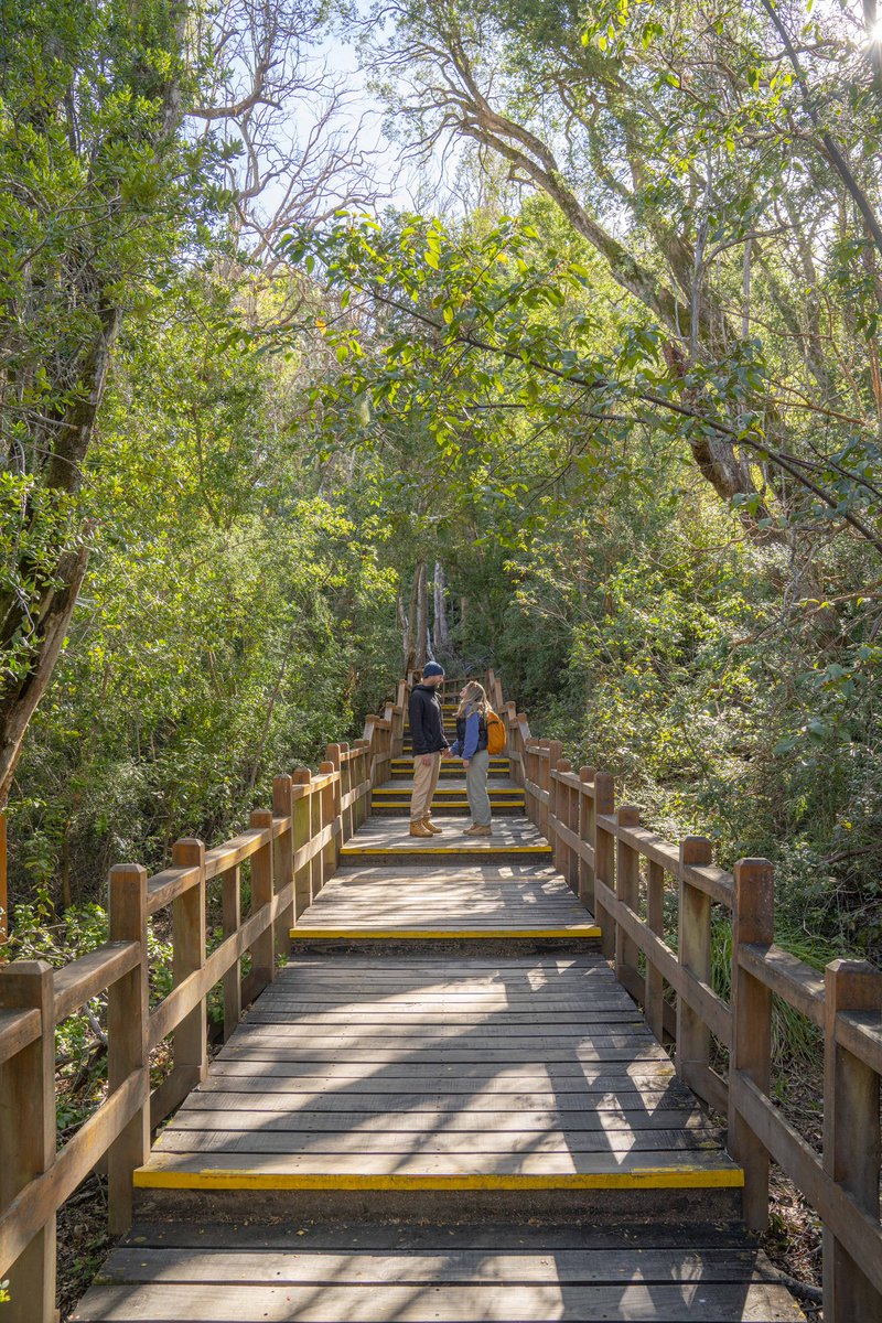 Podés recorrer el mismo sendero mil veces, pero todas va a ser diferente 🤩  ¡Dejate sorprender por la naturaleza!

#Bariloche #Argentina #Patagonia