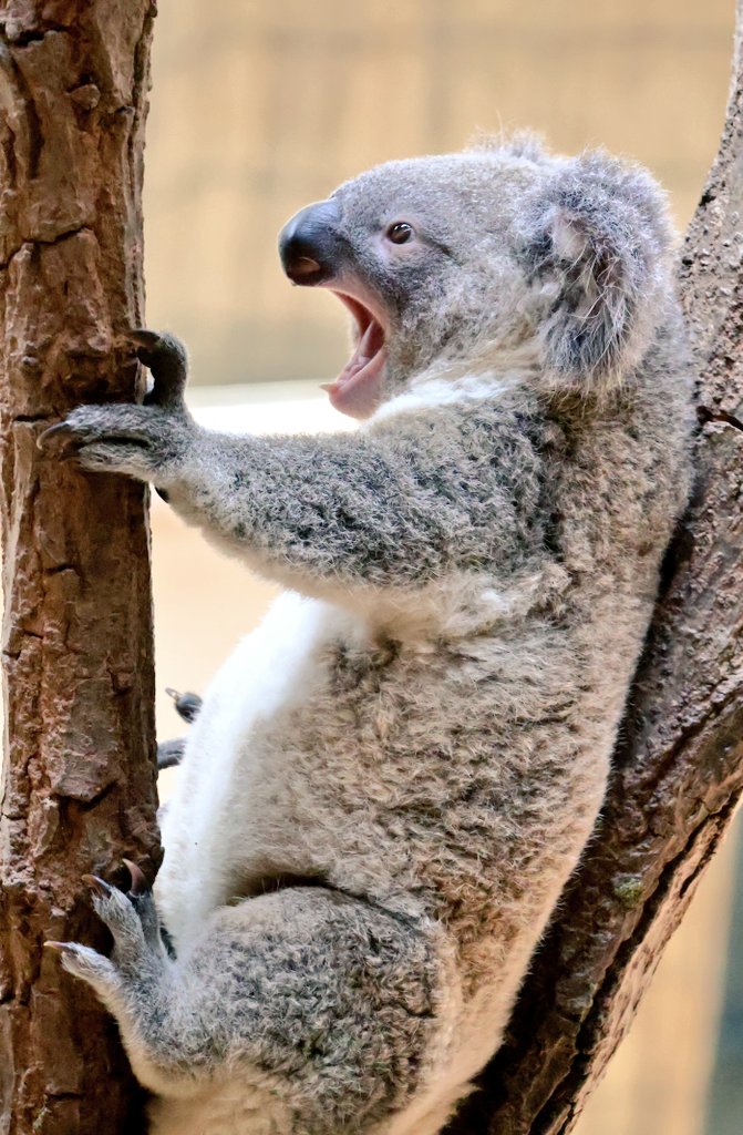 yumechuralin118's tweet image. あーん♥️🐨
2025.6
#オウキ
#コアラ
#koalas
#王子動物園
#ojizoo