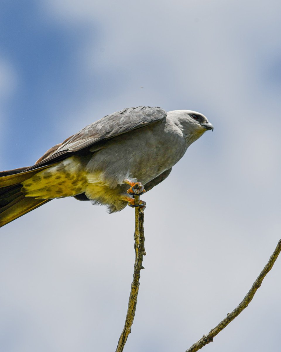 COParksWildlife's tweet photo. It's true what they say; as you get older, the more you start to notice birds

Mississippi kites are raptors found primarily in the eastern part of Colorado, where they tend to enjoy cottonwood trees that line city parks &amp; open spaces from May-September.

📸: CPW/Wayne D. Lewis https://t.co/JxVPCkPFD5