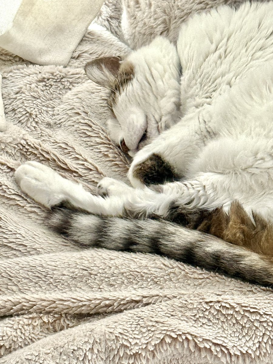 おはよーございます☔️
#ねこのいる暮らし