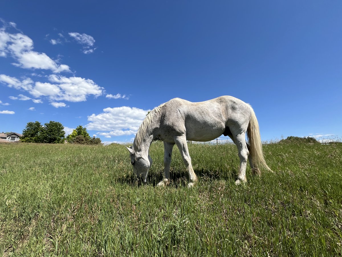 Horse Wisdom
-Sometimes, a big loud sigh is all you need to calm down
-Eat &amp; move &amp; eat &amp; move &amp; eat &amp; move
-Watch out for your herd; they're depending on you
-Be present in the life you are living right now
-Take off running as fast as you can &amp; kick up your heels just for fun!