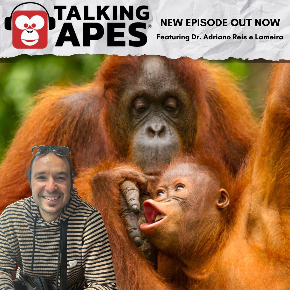 Apes Like Us (@apeslikeus) on Twitter photo 🌿 What if orangutans could talk? 🦧 Dr. Adriano Lameira has spent years studying how apes communicate—and the results are jaw-dropping. Could language have started in the treetops? 🌳👀 #TalkingApes
Tune in! 🎧: globio.org/adriano/
<a href="/lameira_adriano/">Adriano R. Lameira</a>
📸 ©️ G.Ellis/GLOBIO 🌿 What if orangutans could talk? 🦧 Dr. Adriano Lameira has spent years studying how apes communicate—and the results are jaw-dropping. Could language have started in the treetops? 🌳👀 #TalkingApes
Tune in! 🎧: globio.org/adriano/
<a href="/lameira_adriano/">Adriano R. Lameira</a>
📸 ©️ G.Ellis/GLOBIO