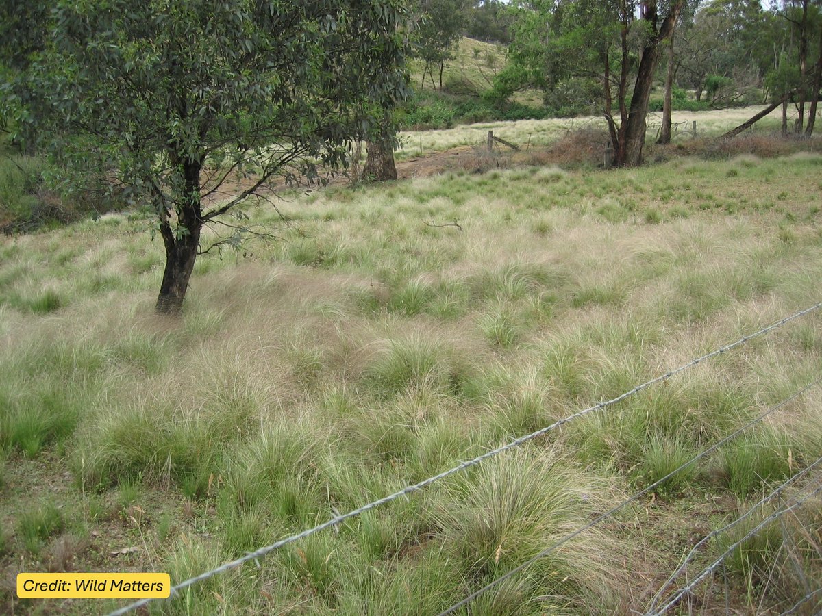 Centre for Invasive Species Solutions (@centreinvasives) on Twitter photo #WeedyWednesday🌱
Serrated tussock might look like just another tuft of grass, but it’s one of Australia’s most destructive pasture weeds—reducing grazing capacity by up to 95% and crowding out native species.
🔗 loom.ly/6I_6Pm4 #WeedyWednesday🌱
Serrated tussock might look like just another tuft of grass, but it’s one of Australia’s most destructive pasture weeds—reducing grazing capacity by up to 95% and crowding out native species.
🔗 loom.ly/6I_6Pm4