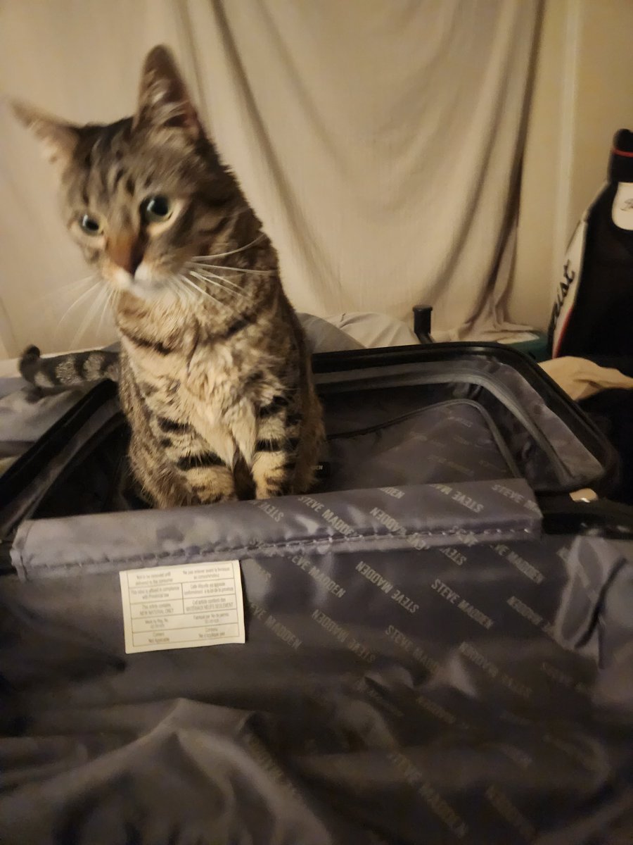 Sushi not happy with me packing for CEO