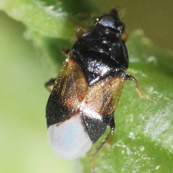 askabugman1's tweet image. The insidious flower bug, known as Orius insidiosus, is a small predatory insect that feeds on various pest insects &amp;amp; their eggs, making it beneficial for agriculture. It is currently active in Ashburn VA, recognized for its painful bite, although it is not harmful to humans.