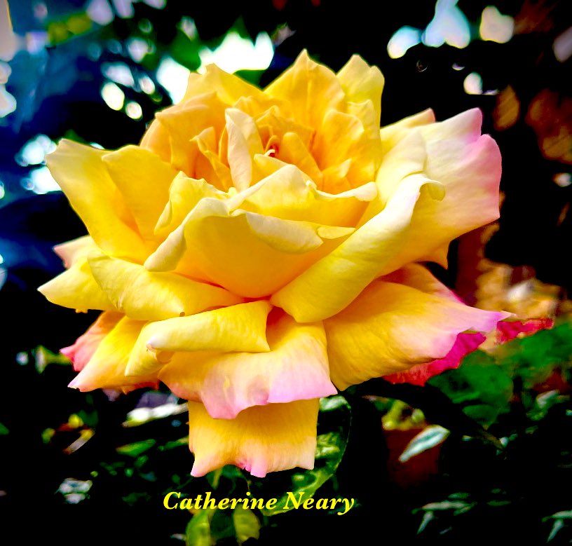 Happy Wednesday! #rosewednesday #nature #5amwritersclub