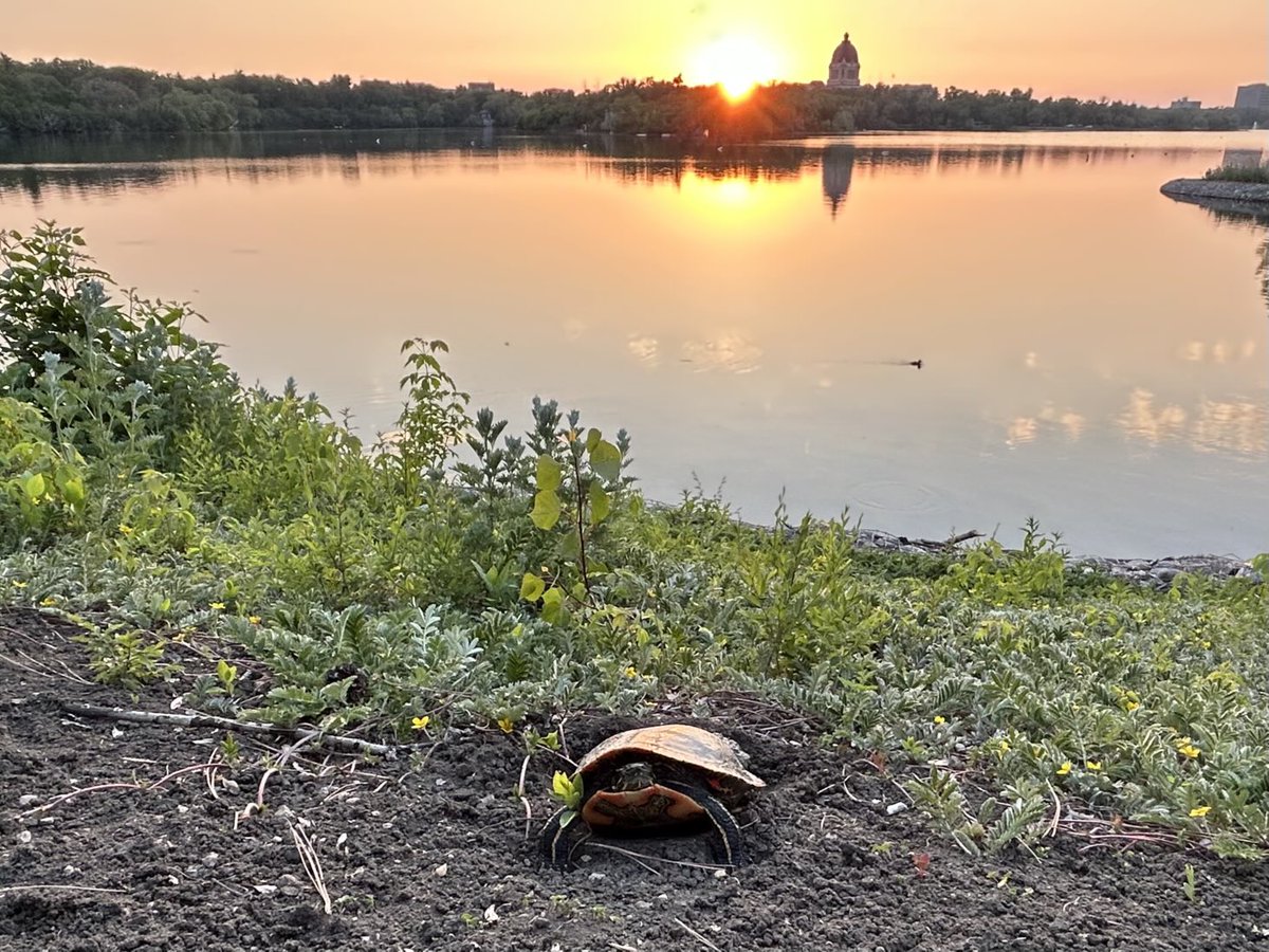 WayneMantykaCTV's tweet image. A Western Painted Turtle may have chosen this picturesque spot in Wascana Park as a potential site for a nest. It has been digging in the dirt near the edge of the lake.