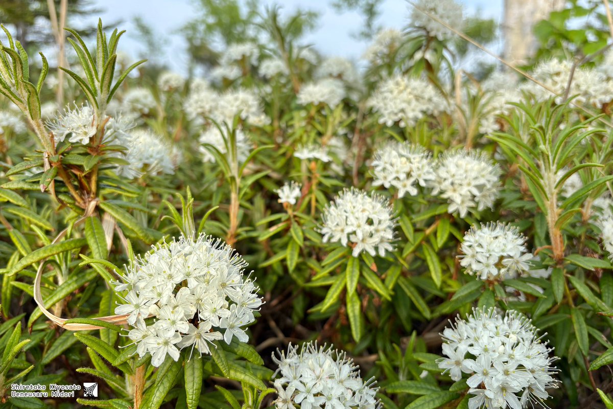 イソツツジさんきれいだよ🧸✨