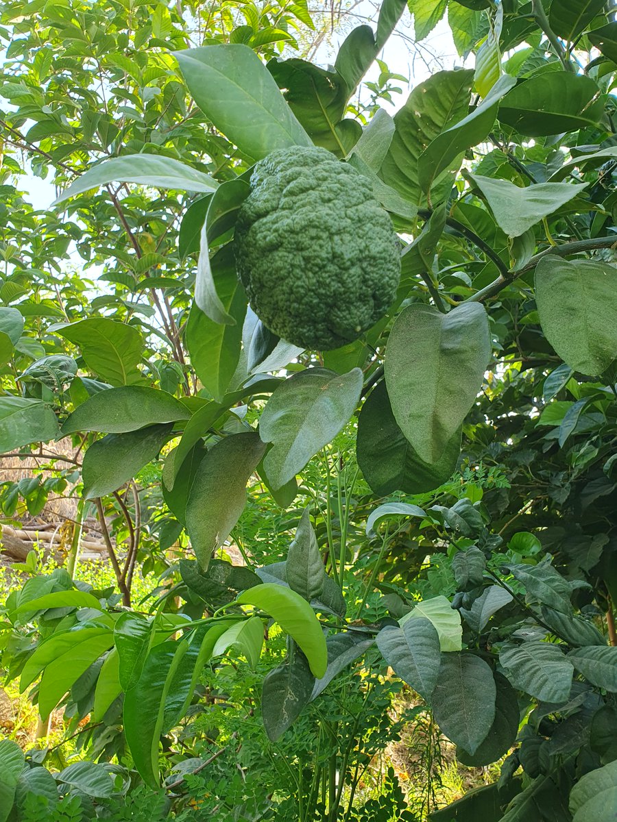 صبحكم الله بالخير