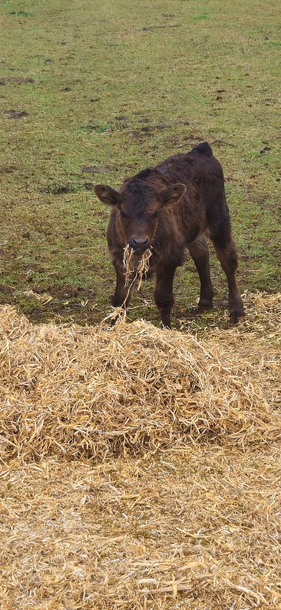 AntBA013's tweet image. Little Bambi munching on pea hay

She is the smallest of the bunch

The last calf born, rain