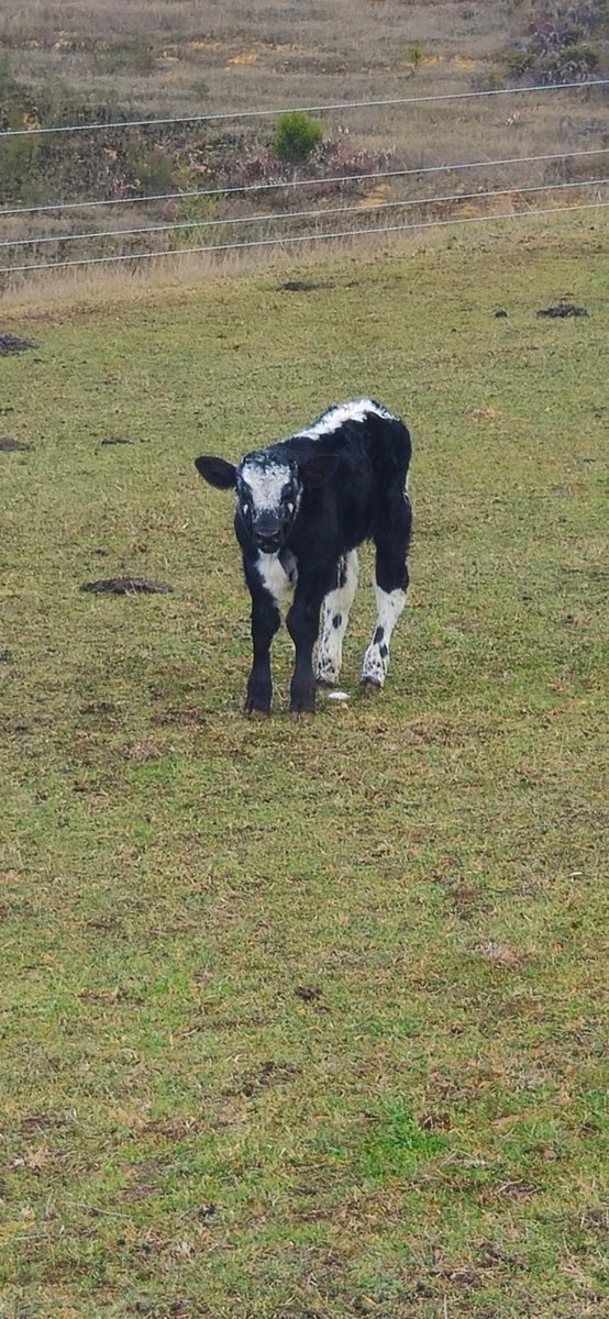 AntBA013's tweet image. Little Bambi munching on pea hay

She is the smallest of the bunch

The last calf born, rain