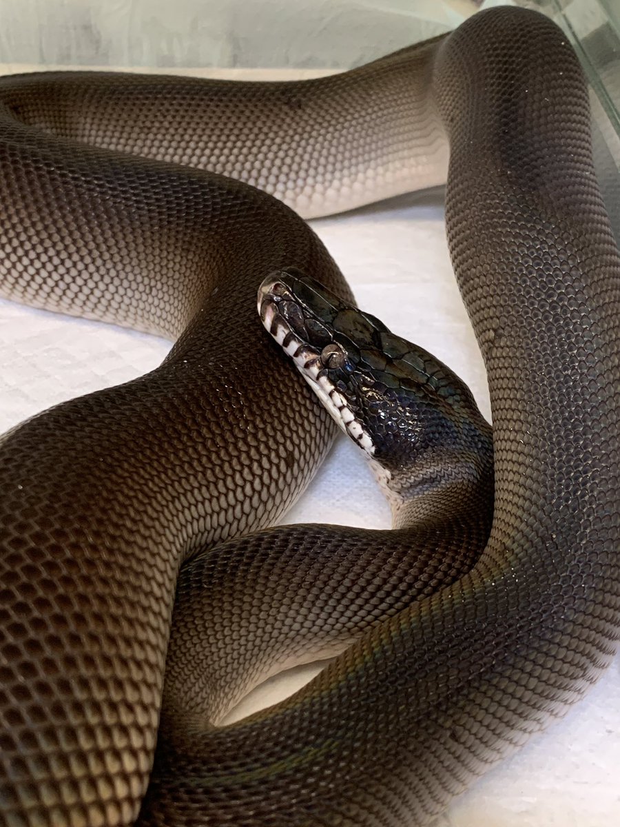 お店選びはホント大事
私は イベントでもいいお店にしか当たってないし 最近お世話になってるお店は お店も担当の人も とっても良い

自分ん家のヘビ守るのは自分しかいないもんね……病気とか持ち込まないのが1番

今日もピカピカ墨ちゃん✨

#アルバーティスパイソン
#キミカブラック