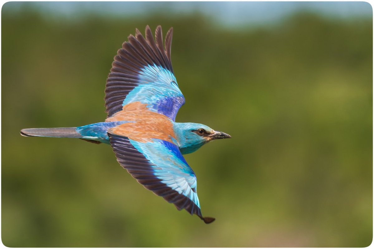Gökkuzgun 

Riva / Mayıs 2024

#Hangitür #birdwatching 
#wildlifephotography #kuşgözlemi