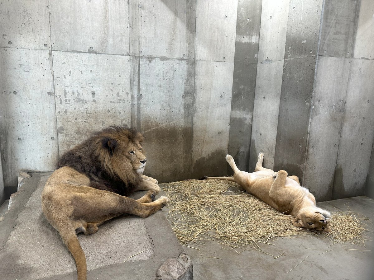 雨の日は室内でリラ～クス♪

#ライオン 
#へそ天
#つむぎ
#つむちゃん
#キュウゾウ
#キュウちゃん
#茶臼山動物園
#城山動物園