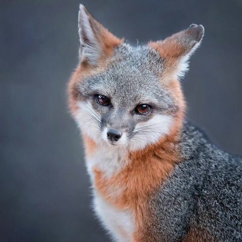 KitsuneNoKokoro🦊❤️🔥 tweet media