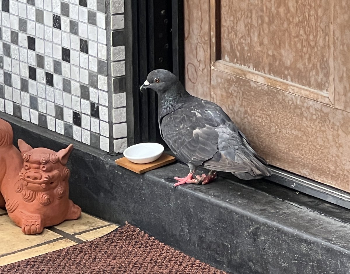 IceTea_ZanA's tweet photo. 鳩が盛り塩食ってた。
ひと山ほぼ食い切ってた。
明日相当浮腫むと思う。 https://t.co/fjuL2MpOcF