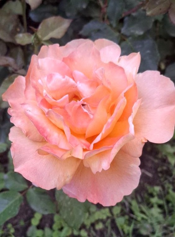 Катерина Галич tweet media