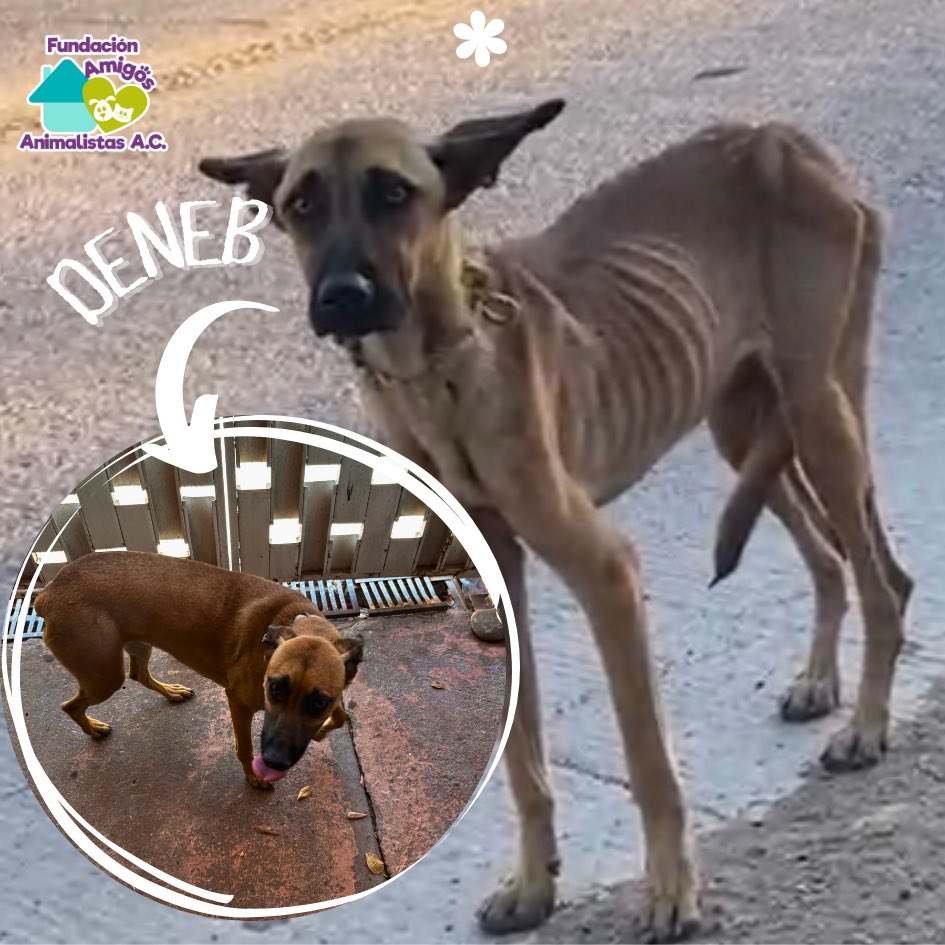 ¿Recuerdan a Deneb? ☺️🩷 pues está muy bien, muy recuperada y feliz, corriendo por la vida en un espacio grande ☺️, gracias a su padrinos que la ayudaron mucho en su rehabilitación. Es preciosa, cariñosa y muy abrazadora y bien dificil tomarle foto porque no se está quieta.😂