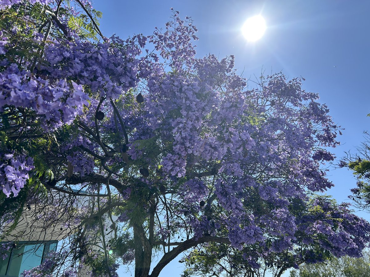 #thicktrunktuesday Spindly trunk but the jacaranda everywhere have burst into bloom within the past week or so. 
<a href="/keeper_of_books/">Adam Treeshepherd Rutsch</a>