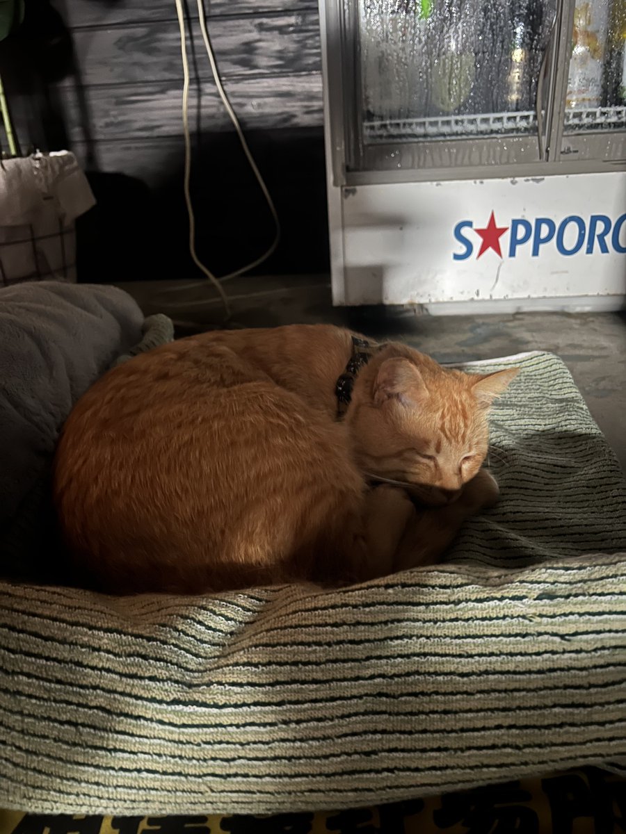 昭和の猫みたいな背景😂本日は雨のため、屋内でまったり🐈