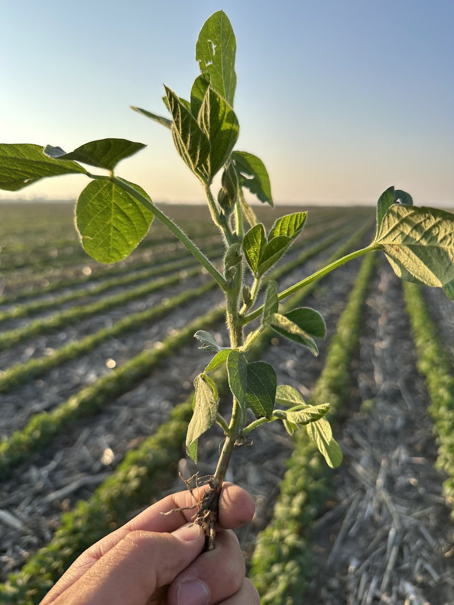 2009XF soybeans were DOMINANT in last year’s trials is SC NE and they’re off to another outstanding start this season. 💪🌱

Short in height but BIG on branching, and brings the yield punch when it counts. Early maturity that can run with later maturities.

<a href="/BecksHybrids/">Beck's Hybrids</a>