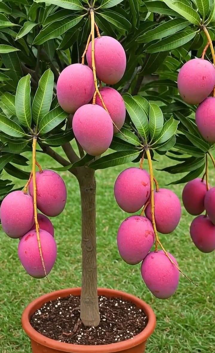 Pink Mangos who will eat  it: