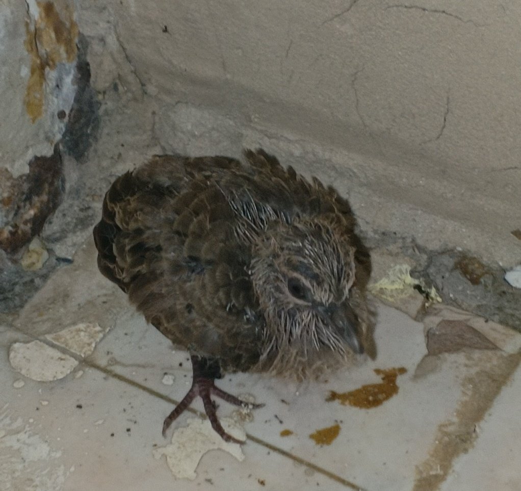 Alguien sabe que come esta Ave, la encontré en la salida de mi casa, está lesionada.