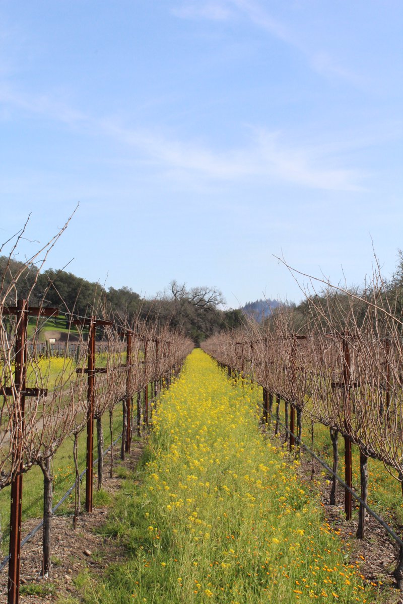 Every year, as the mustard blooms in Napa Valley, we're reminded of the natural rhythm of our vineyards. This vibrant season is a promise of more exceptional wines to come.

#12thGateNapaValley #KappaSigma #FraternityWineClub