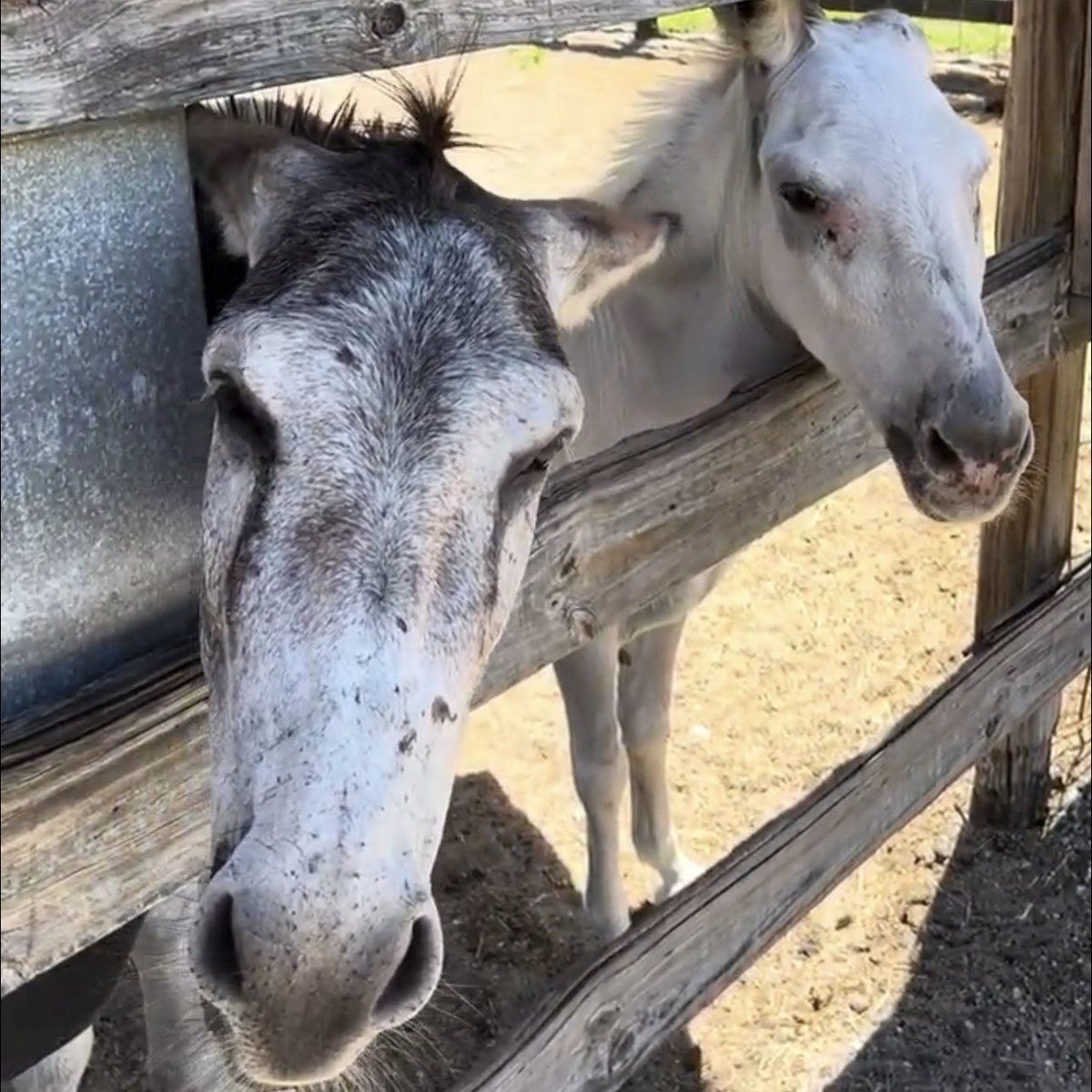 🐴 LaPorte Farms in Sebastian has officially closed its doors after 31 years of operation. They released this statement:

“It is with great sadness to announce that today was the last day of operation for LaPorte Farms. The LaPorte Farms family would like to thank the community