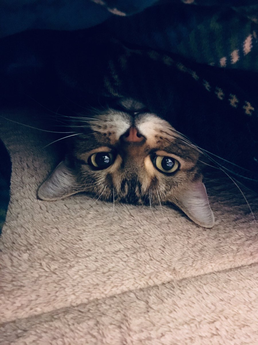 aco♡ページ Aラインハーフコート｜BIGI online store - ビギ オンラインストア